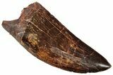Serrated Carcharodontosaurus Tooth - Excellent Preservation #329924-1